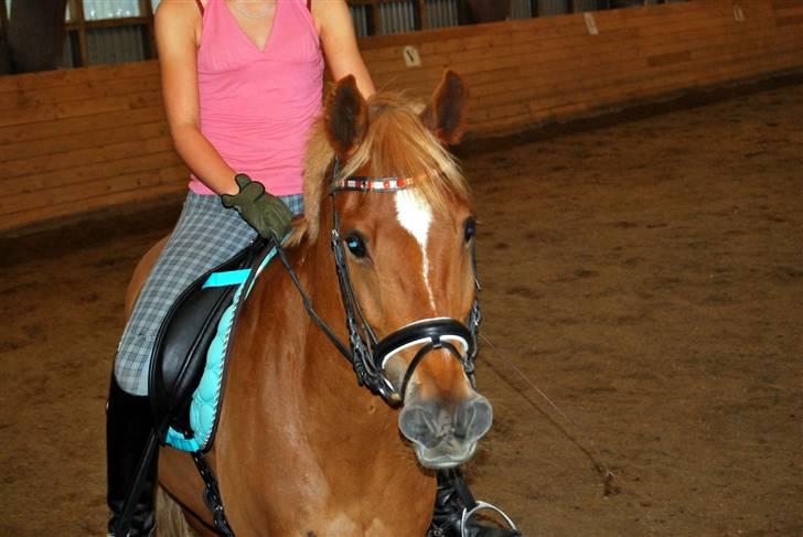 Søde Julias Fotografering, heste,hunde billede 14