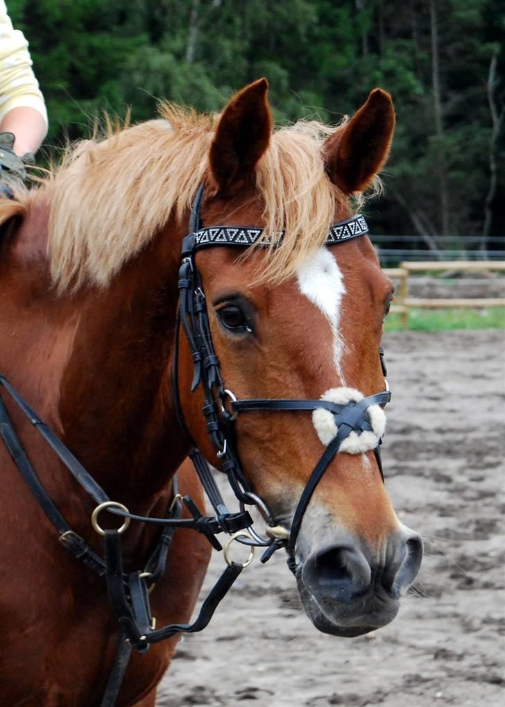 Søde Julias Fotografering, heste,hunde billede 15
