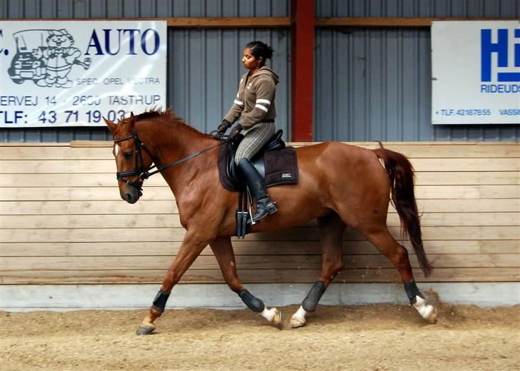 Søde Julias Fotografering, heste,hunde billede 16