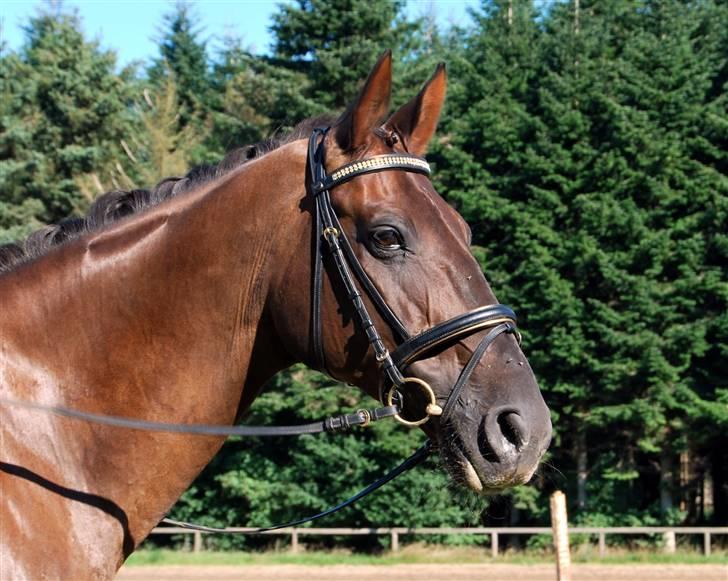 Søde Julias Fotografering, heste,hunde billede 17
