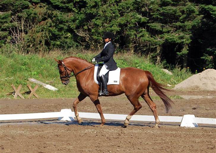 Søde Julias Fotografering, heste,hunde billede 18