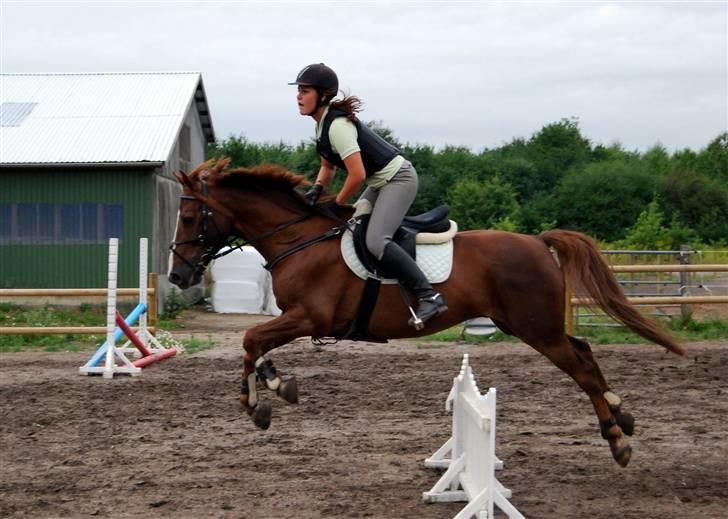 Søde Julias Fotografering, heste,hunde billede 19