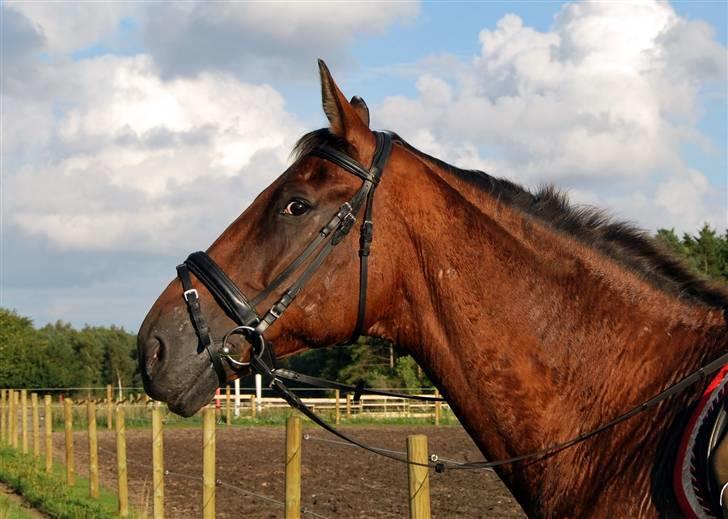 Søde Julias Fotografering, heste,hunde billede 20
