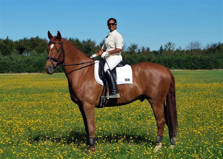 Søde Julias Fotografering, heste,hunde billede 3