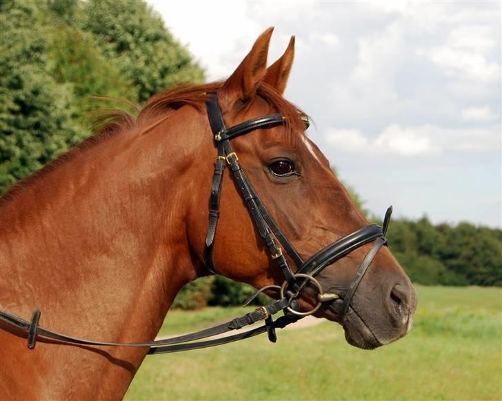 Søde Julias Fotografering, heste,hunde billede 5