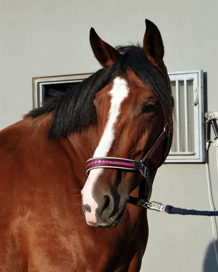 Søde Julias Fotografering, heste,hunde billede 1