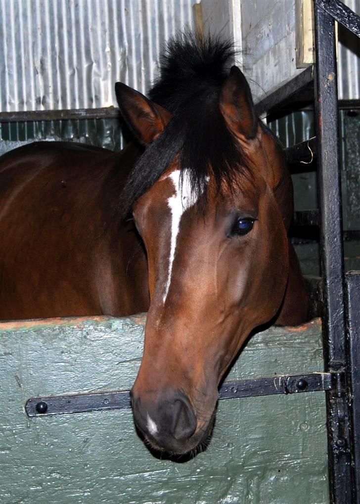 Søde Julias Fotografering, heste,hunde billede 4