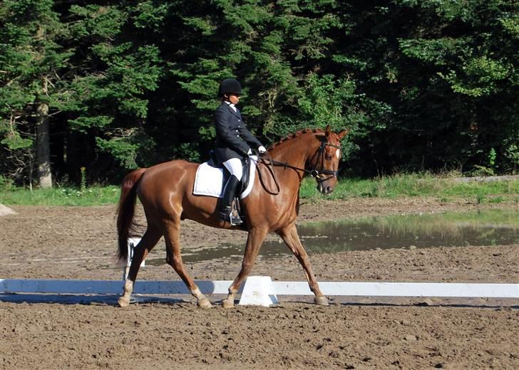 Søde Julias Fotografering, heste,hunde billede 21