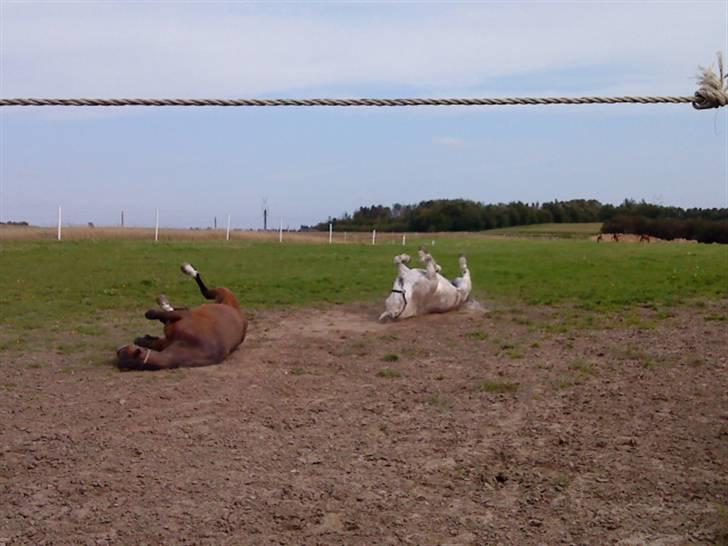 Pingo, Miss Zeikon og Ard Chuan Millenium :) - Pingo og Millenium :) billede 29