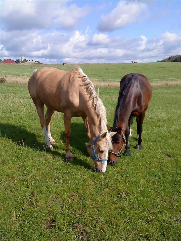 Pingo, Miss Zeikon og Ard Chuan Millenium :) - Pingo og miss Zeikon :) billede 30