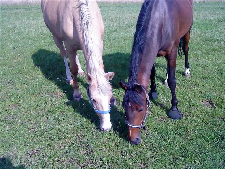 Pingo, Miss Zeikon og Ard Chuan Millenium :) - Pingo og miss Zeikon :) billede 31