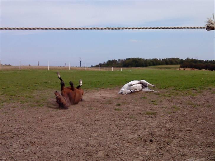 Pingo, Miss Zeikon og Ard Chuan Millenium :) - Pingo og Millenium :) billede 32
