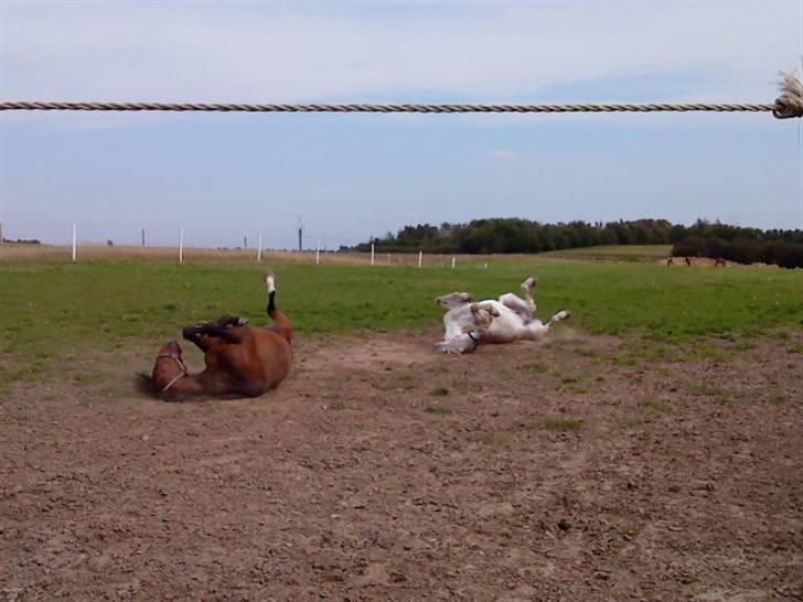Pingo, Miss Zeikon og Ard Chuan Millenium :) - Pingo og Millenium :) billede 33