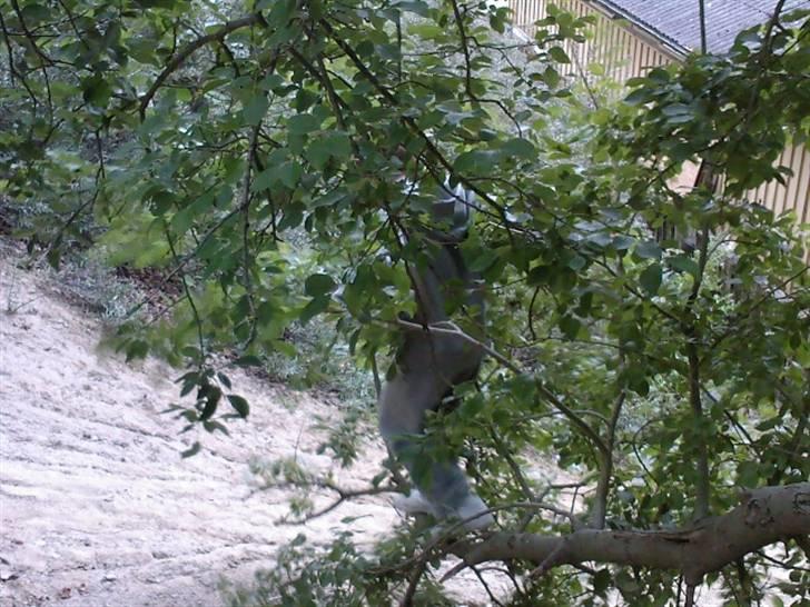 To aber i auktion på møn <3 Miig og Lasse Brøndum :D - Fuck hjælp jeg falder jo ned åhh øhh åhh billede 5