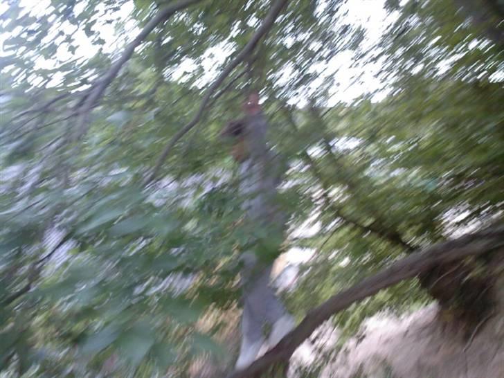 To aber i auktion på møn <3 Miig og Lasse Brøndum :D - Lasses motto jeg giver ikk op og har et omdømme der hedder jeg ikk klarede det !! JEg prøver lige igen billede 8