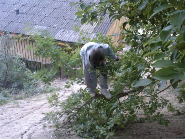 To aber i auktion på møn <3 Miig og Lasse Brøndum :D - Arrrg hjææælp billede 16