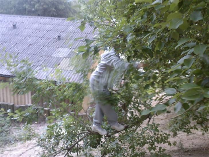 To aber i auktion på møn <3 Miig og Lasse Brøndum :D - Jeg vil klare den billede 17