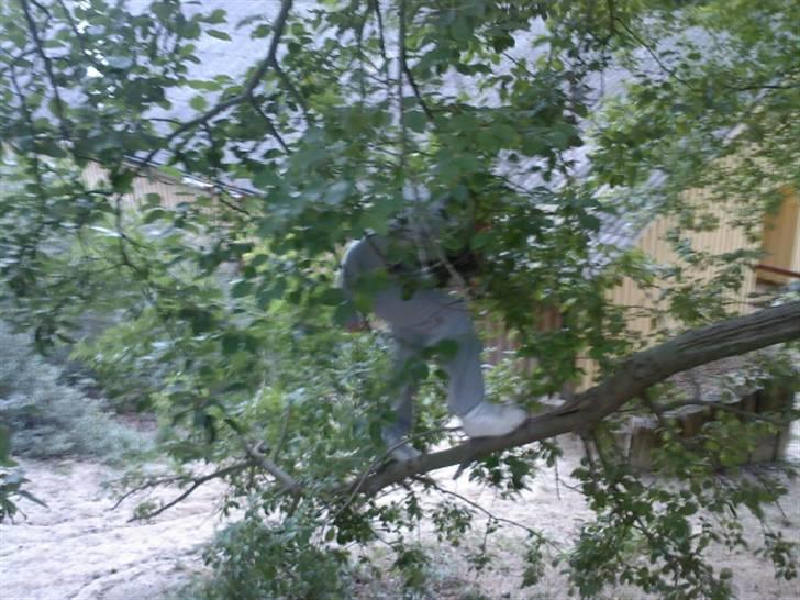 To aber i auktion på møn <3 Miig og Lasse Brøndum :D - Jaaa se hvor det kører... billede 18