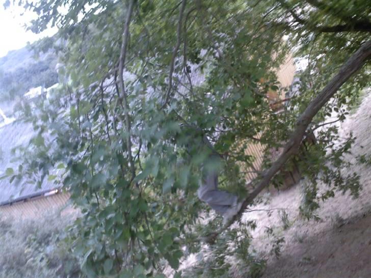 To aber i auktion på møn <3 Miig og Lasse Brøndum :D - Shit jeg skal squ klare den igen .. billede 25