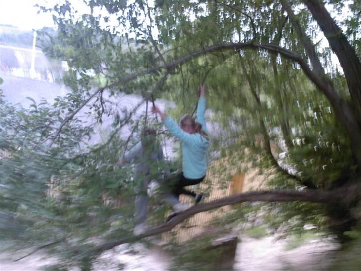 To aber i auktion på møn <3 Miig og Lasse Brøndum :D - HJæææææp dumme lasse han skubber miig squ ned :D billede 29