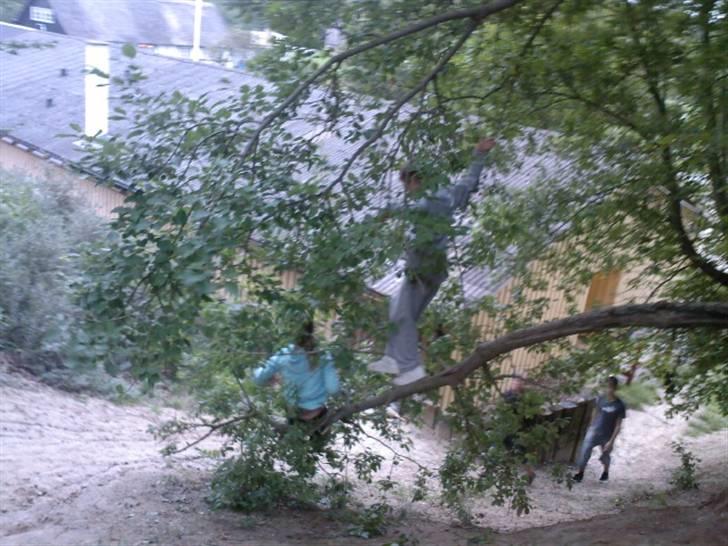 To aber i auktion på møn <3 Miig og Lasse Brøndum :D - Neij shit jeg vil ikk falde ned og lasse står samtidig og røster grenen ... billede 34