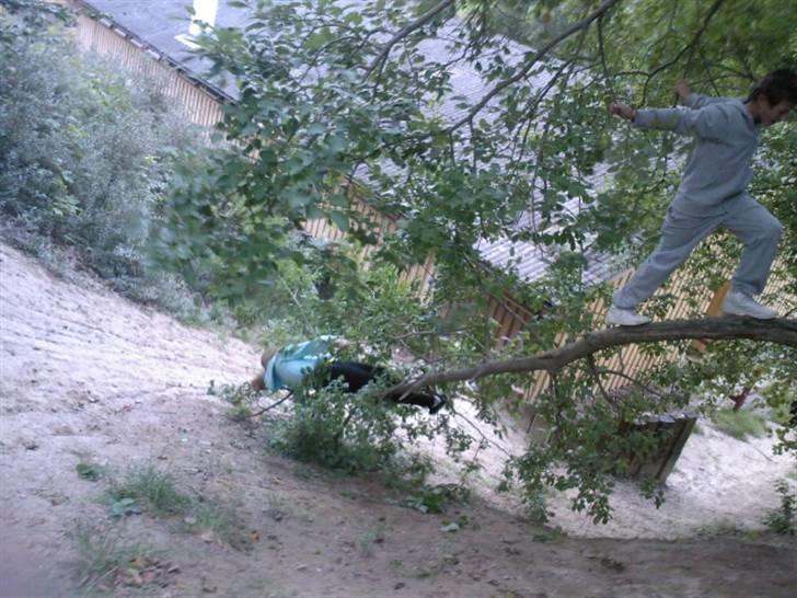 To aber i auktion på møn <3 Miig og Lasse Brøndum :D - LAD nu hver lasse med at ryste grenen jeg falder jo ned :D billede 39