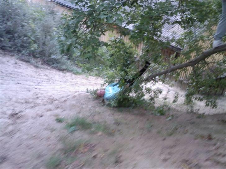 To aber i auktion på møn <3 Miig og Lasse Brøndum :D - OG nu ligger jeg faktisk på jorden :( billede 40