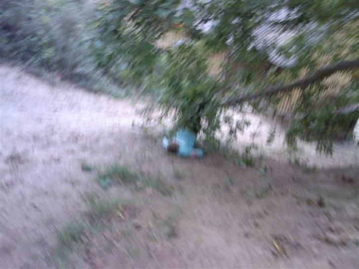 To aber i auktion på møn <3 Miig og Lasse Brøndum :D - MEn jeg blev bare ved med at kæmpe miig op :D billede 41