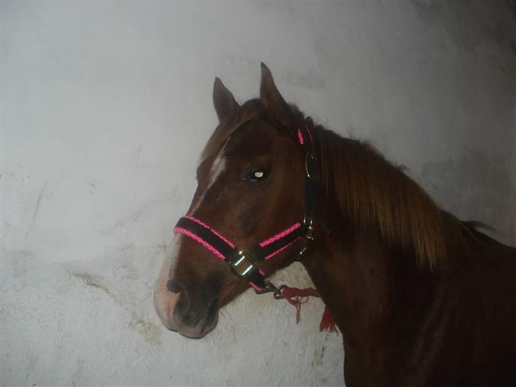 {{currentPhoto.altText}} billede {{currentPhoto.number}}