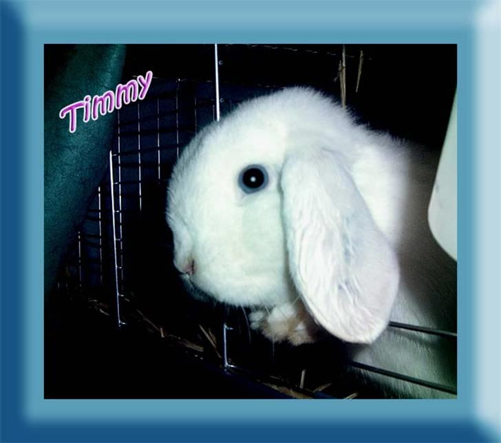 Tegninger og billeder jeg har leget lidt med... - Timmy, en af mine kaniner. billede 1