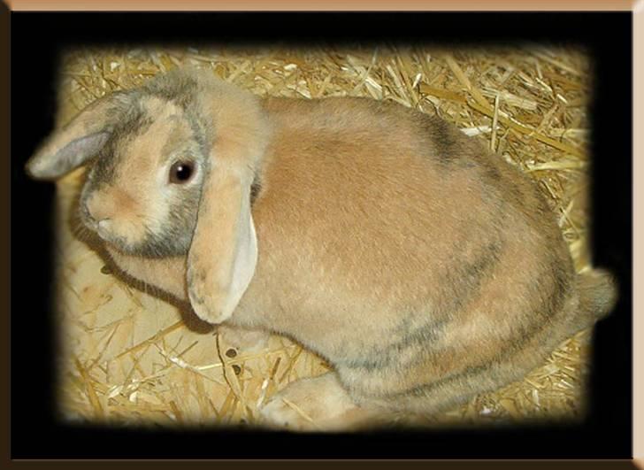 Tegninger og billeder jeg har leget lidt med... - Bambi, en af mine hunkaniner. billede 4