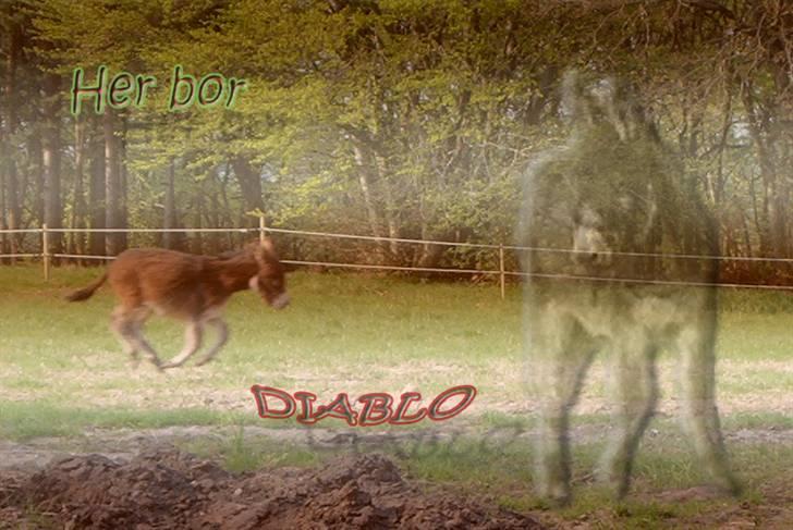 Tegninger og billeder jeg har leget lidt med... - Et boksskilt jeg har lavet til en af mine kollegers søn, som har et æsel  :) billede 6