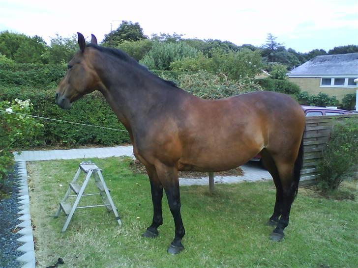 Diverse billeder af forskellige heste :P billede 18