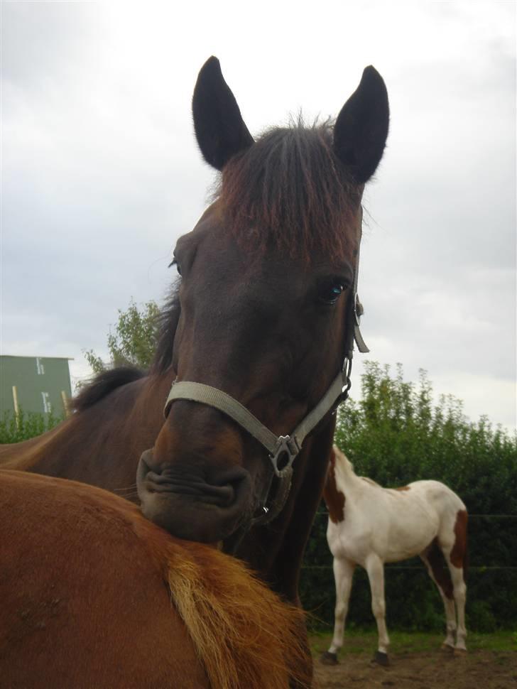 Clev og Kassi klør røv på hinanden ;o) billede 1