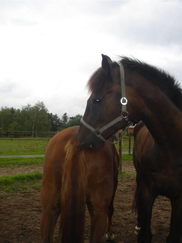 Clev og Kassi klør røv på hinanden ;o) billede 2