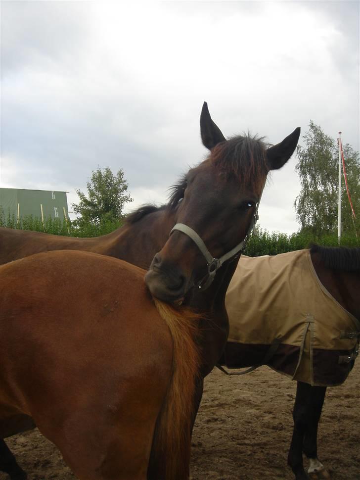 Clev og Kassi klør røv på hinanden ;o) billede 3