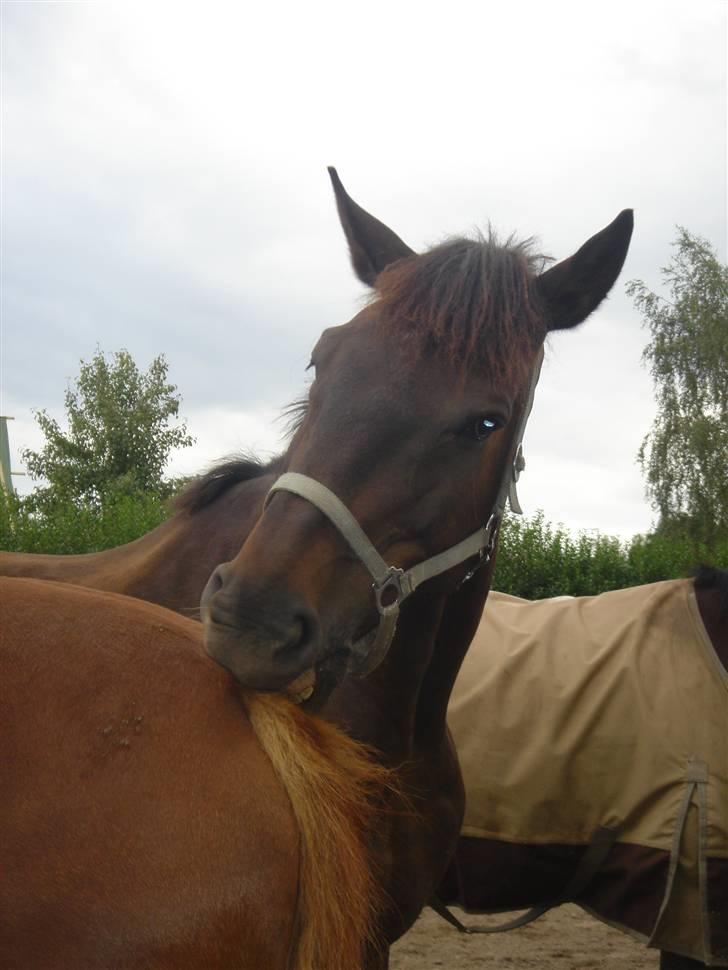 Clev og Kassi klør røv på hinanden ;o) billede 4