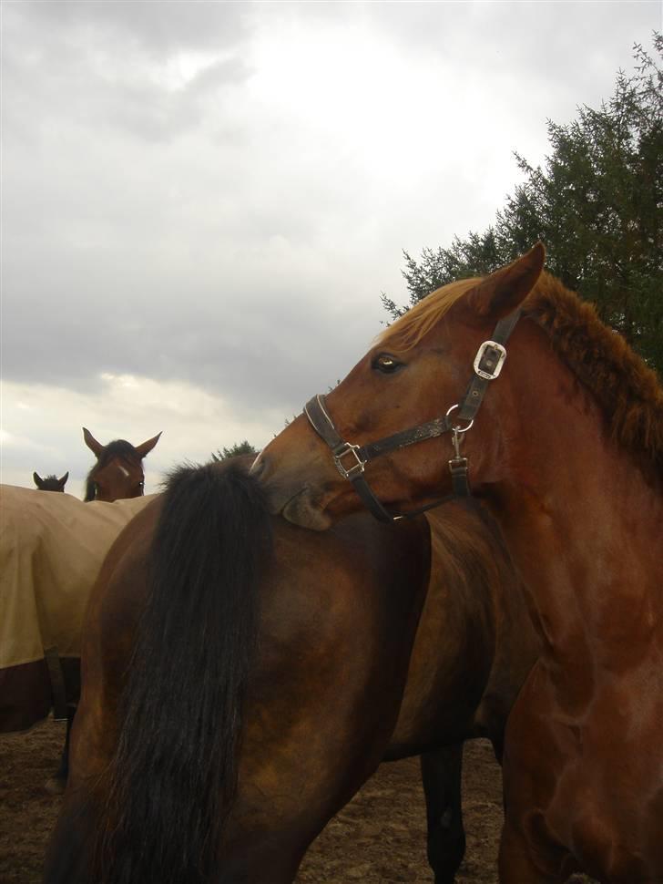 Clev og Kassi klør røv på hinanden ;o) billede 5