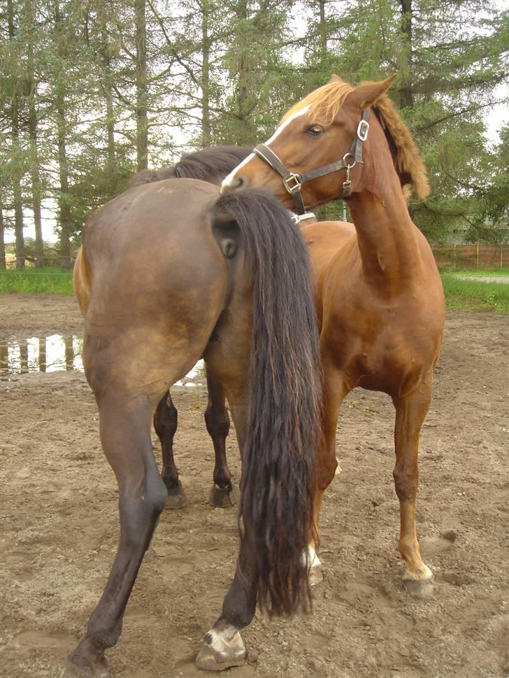 Clev og Kassi klør røv på hinanden ;o) billede 6