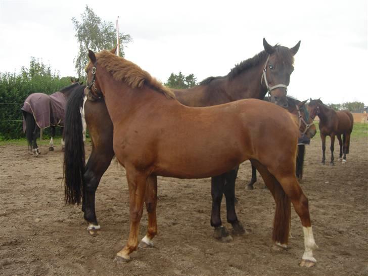 Clev og Kassi klør røv på hinanden ;o) billede 7