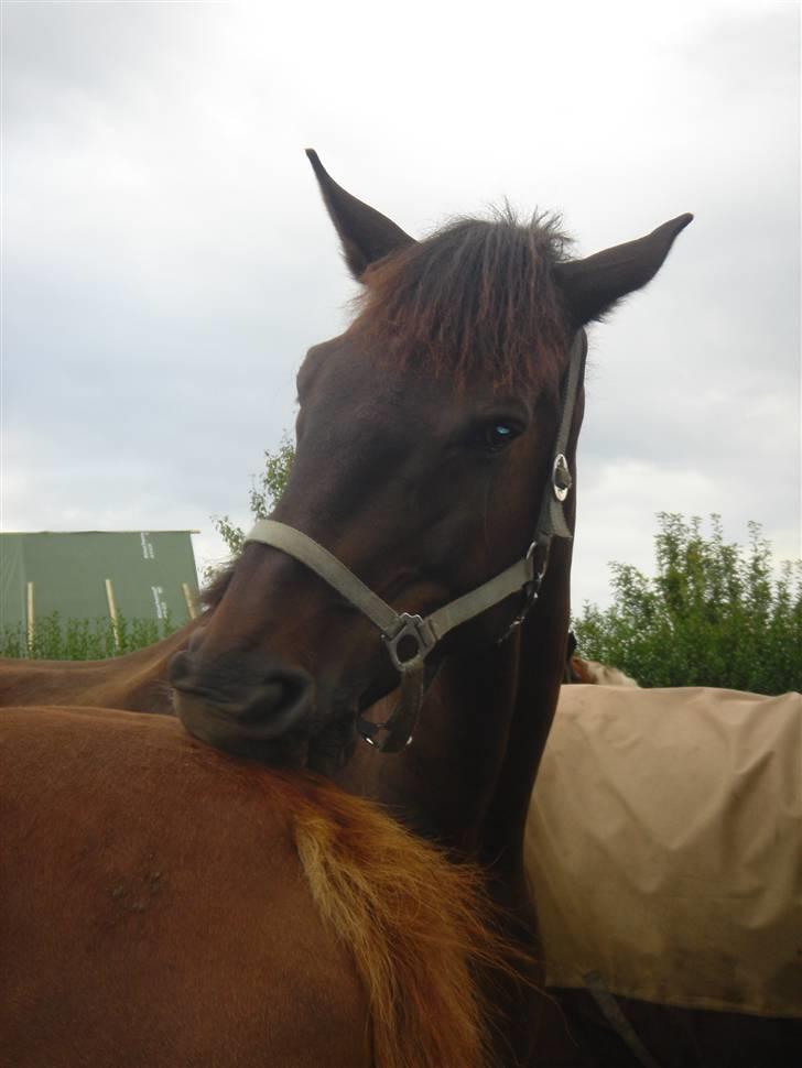 Clev og Kassi klør røv på hinanden ;o) billede 8