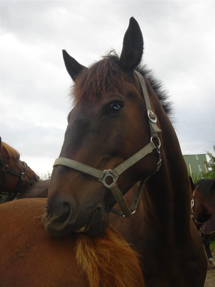 Clev og Kassi klør røv på hinanden ;o) billede 9