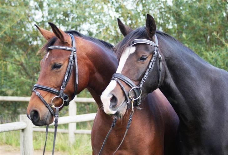 Mine ponypiger <3 12-9-08 billede 1