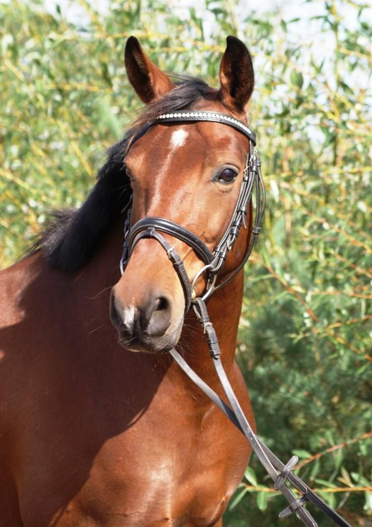 Mine ponypiger <3 12-9-08 billede 2