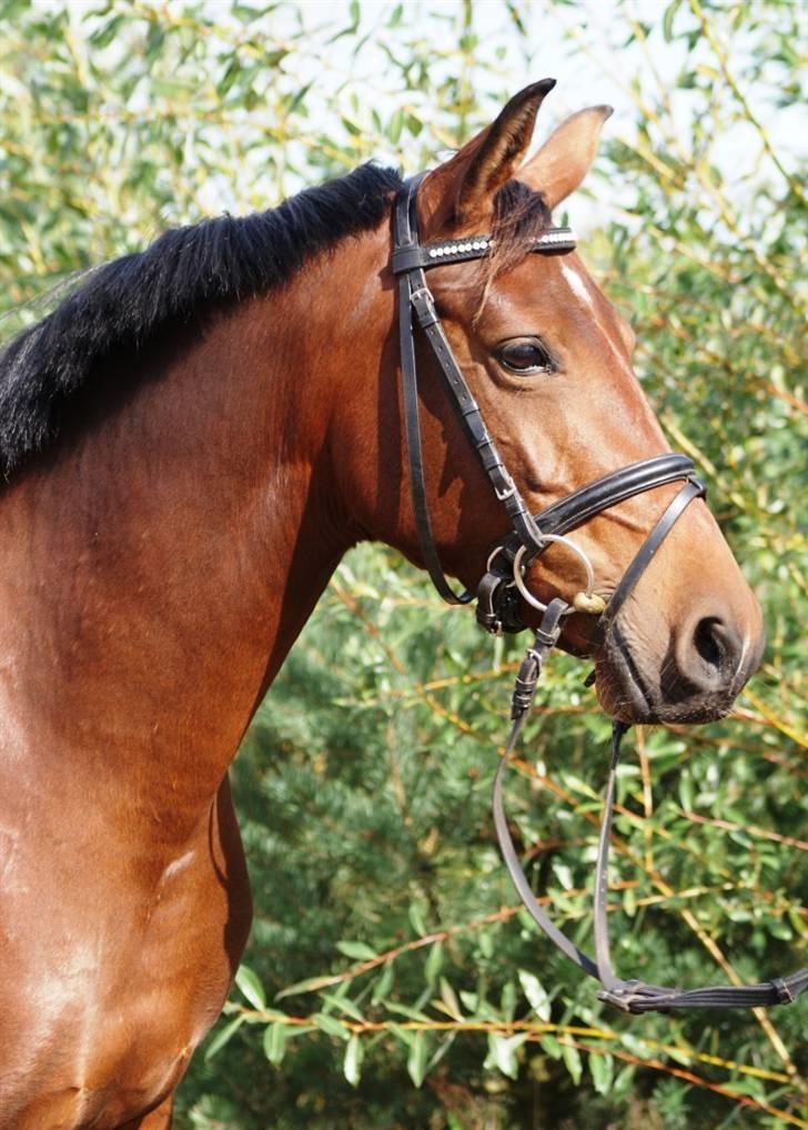 Mine ponypiger <3 12-9-08 billede 3