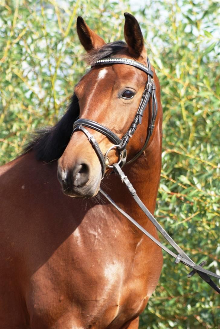 Mine ponypiger <3 12-9-08 billede 4