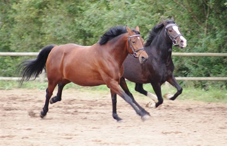 Mine ponypiger <3 12-9-08 billede 5