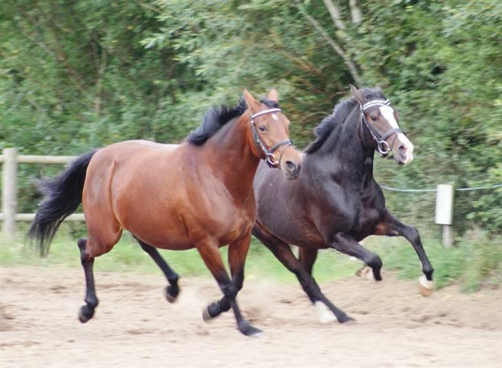 Mine ponypiger <3 12-9-08 billede 6