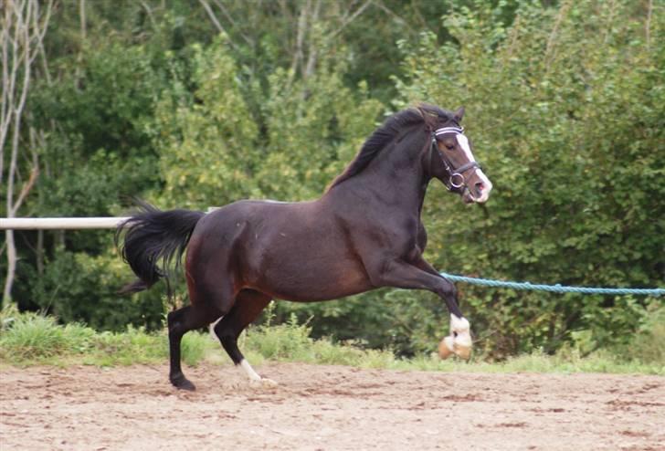 Mine ponypiger <3 12-9-08 billede 7