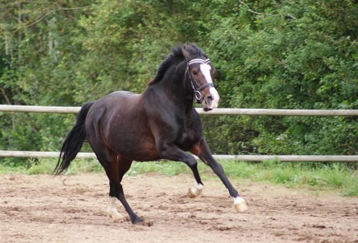 Mine ponypiger <3 12-9-08 billede 8